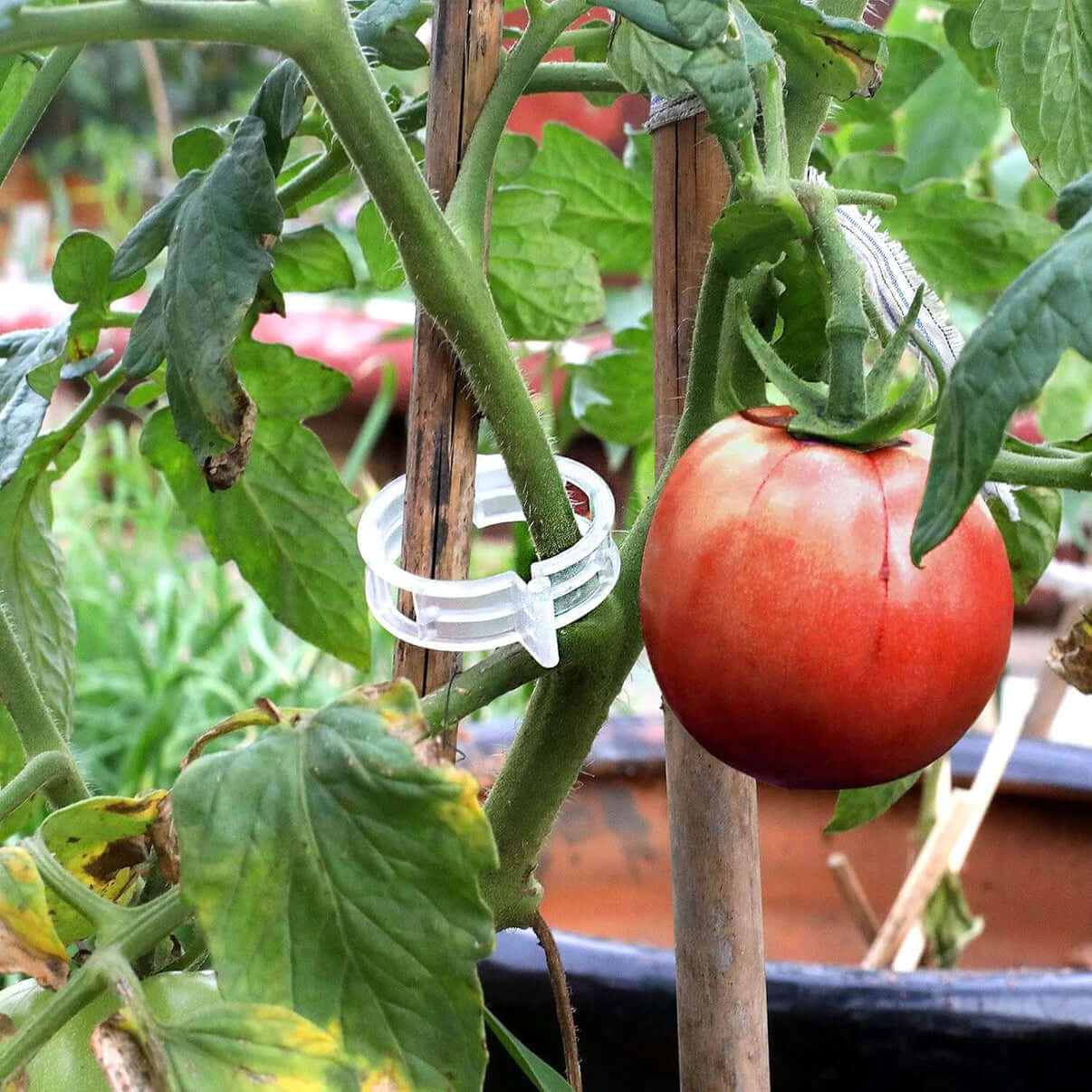 Cleme de Fixare pentru Plante (50+50 Gratis)