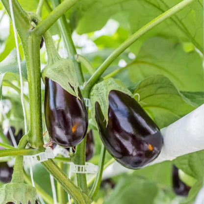 Cleme de Fixare pentru Plante (50+50 Gratis)